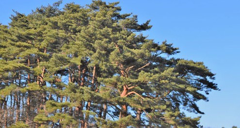 赤松と黒松 違い 庭革命株式会社