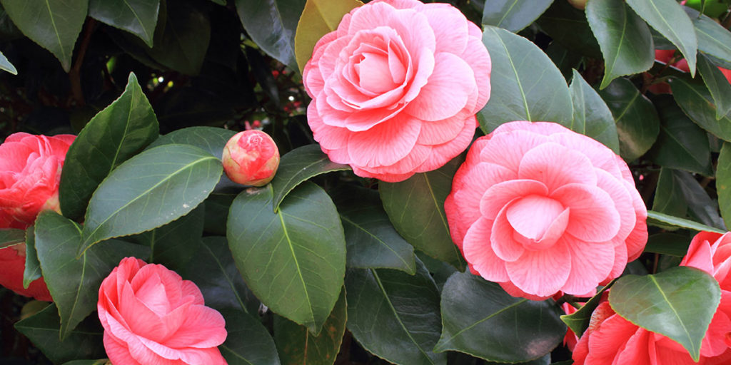 椿 ツバキ の剪定方法や剪定時期について徹底解説 庭木のおすすめ 庭革命