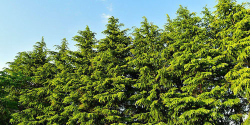 ヒマラヤスギの剪定方法 実は花粉症の原因ではなかった 庭革命株式会社