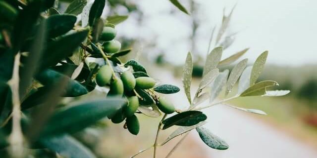 オリーブ庭の特徴や育て方を徹底解説 シンボルツリーや庭木におすすめ 庭革命株式会社