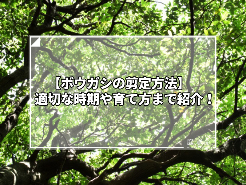 ボウガシの剪定方法 適切な時期や育て方まで紹介 庭革命