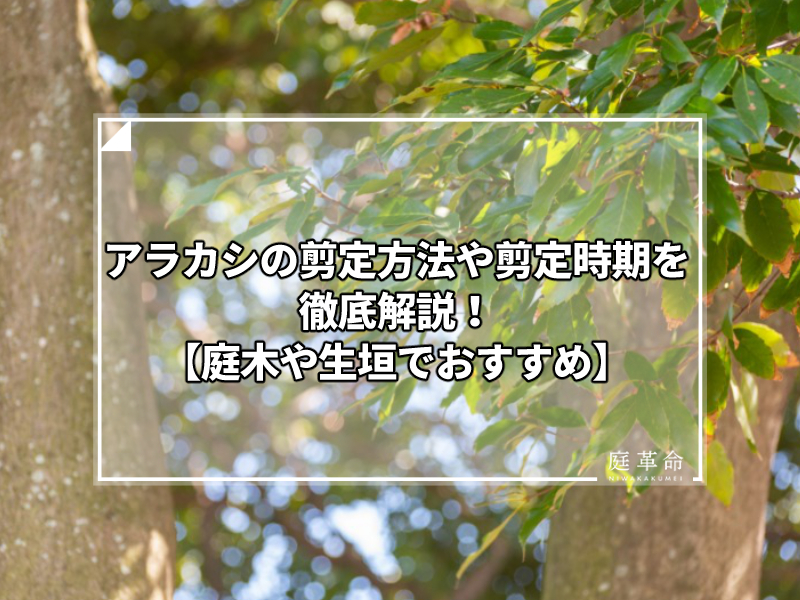 アラカシの剪定方法や剪定時期を徹底解説 庭木や生垣でおすすめ 庭革命株式会社