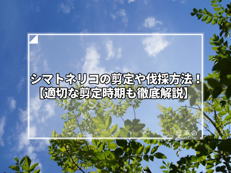 シマトネリコの剪定や伐採方法 適切な剪定時期も徹底解説 庭革命