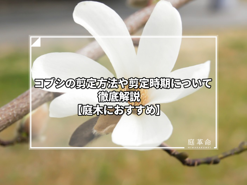 コブシの剪定方法や剪定時期について徹底解説 庭木におすすめ 庭革命株式会社