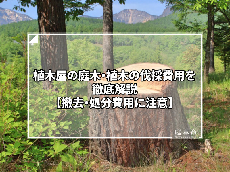 植木屋の庭木 植木の伐採費用を徹底解説 撤去 処分費用に注意 庭革命株式会社