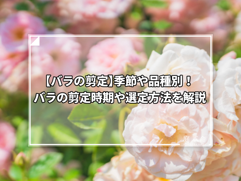 バラ