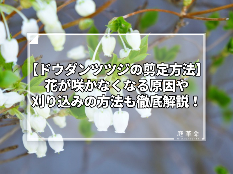 まとめる サーフィン コート ドウダンツツジ 花 が 咲か ない Mozart Kujira Jp