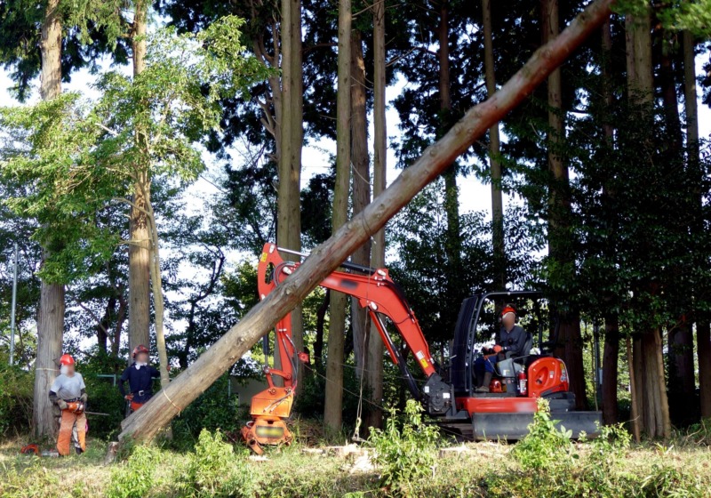 植木屋の庭木 植木の伐採費用を徹底解説 撤去 処分費用に注意 庭革命株式会社