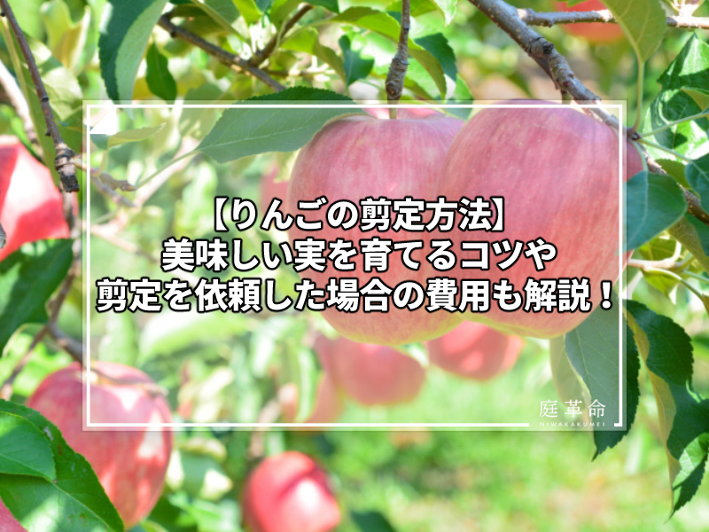 りんごの剪定方法 美味しい実を育てるコツや剪定を依頼した場合の費用も解説 庭革命