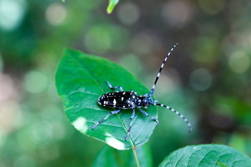 庭木の害虫対策 駆除方法 害虫の種類や消毒する時期も徹底解説 庭革命株式会社