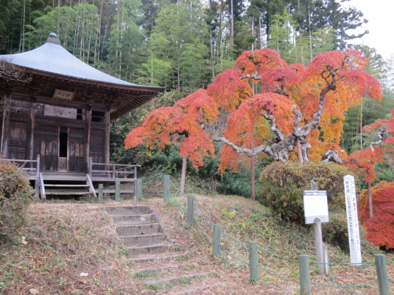 しだれもみじ
