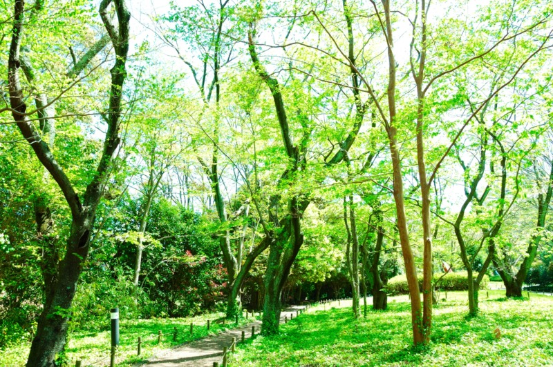 沙羅(シャラ)