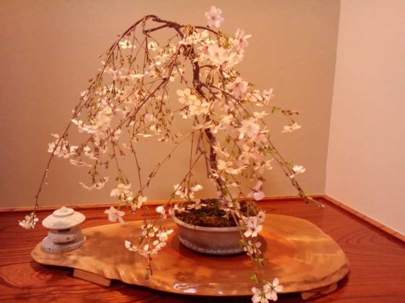 桜の移植方法 適切な時期や枯れてしまう原因についても徹底解説 庭革命株式会社