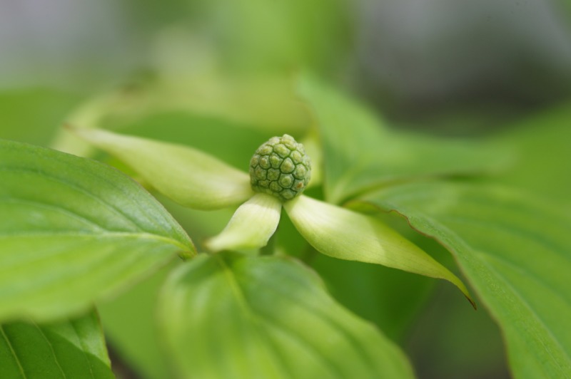 ヤマボウシの花や木の特徴について徹底解説 庭木におすすめ 庭革命