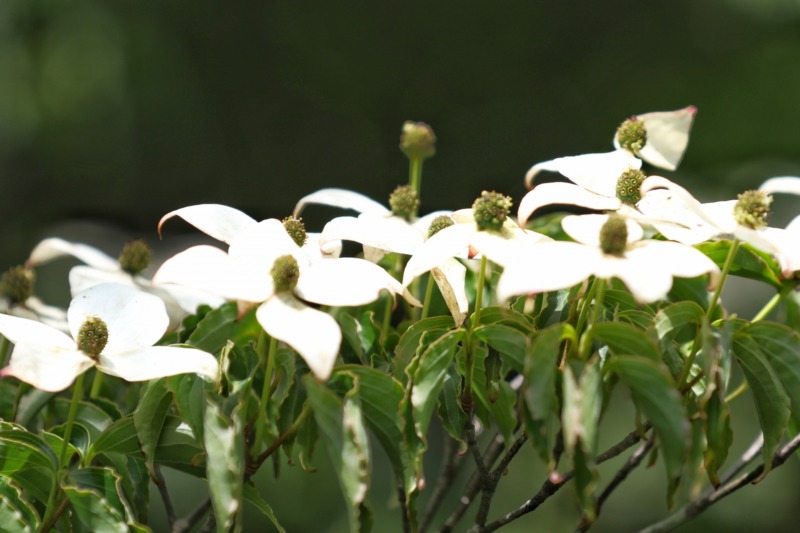 ヤマボウシの花や木の特徴について徹底解説 庭木におすすめ 庭革命