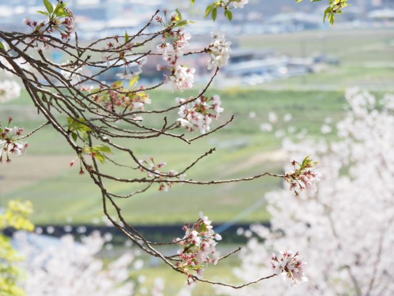 桜の移植方法 適切な時期や枯れてしまう原因についても徹底解説 庭革命株式会社