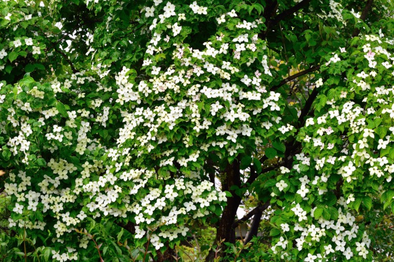 ヤマボウシの花や木の特徴について徹底解説 庭木におすすめ 庭革命