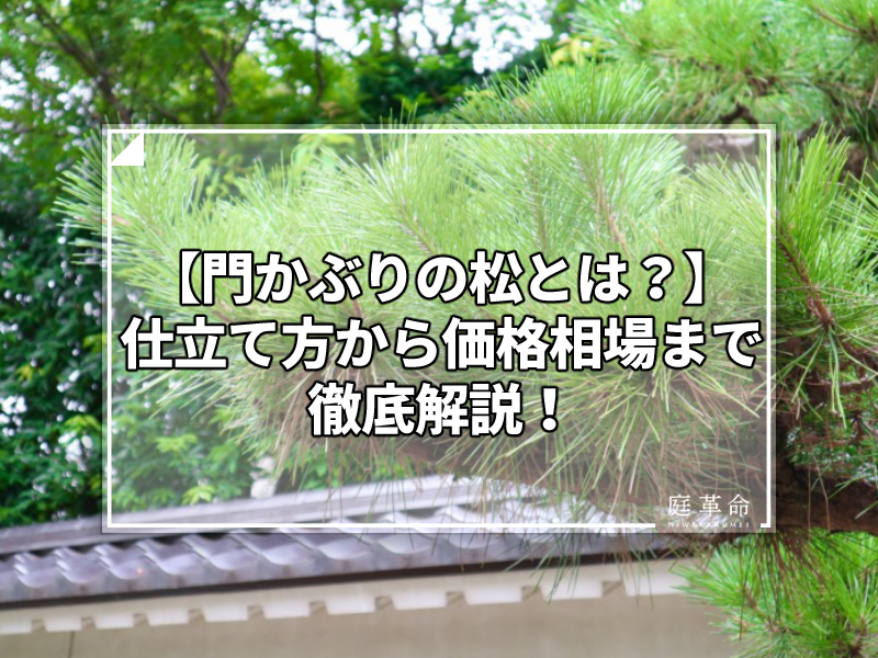 門かぶりの松とは 仕立て方から価格相場まで徹底解説 庭革命株式会社