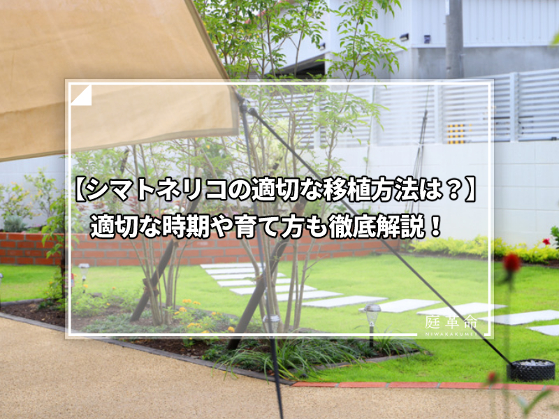 ヤマボウシの特徴や花言葉 育て方について解説 ハナミズキとの違いは 庭革命株式会社