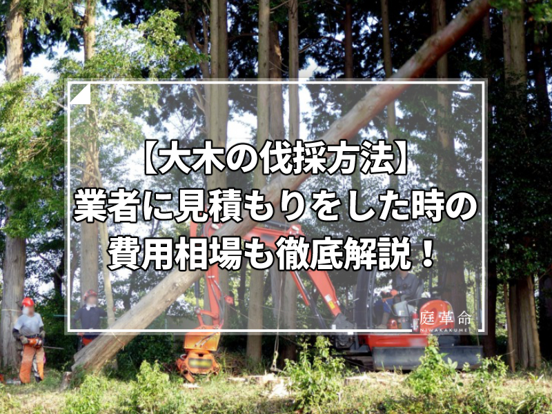 大木の伐採方法 業者に見積もりをした時の費用相場も徹底解説 庭革命株式会社