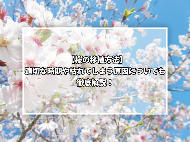 桜の移植方法 適切な時期や枯れてしまう原因についても徹底解説 庭革命株式会社