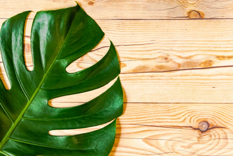 モンステラの剪定方法 切り戻しのやり方や気根の処理も徹底解説 庭革命株式会社