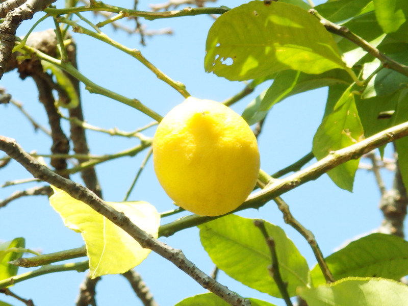 レモンの剪定方法 実がならない原因やトゲの処理方法も解説 庭革命株式会社