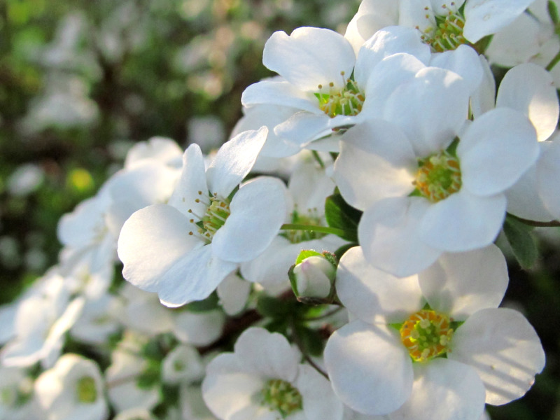 ユキヤナギの花