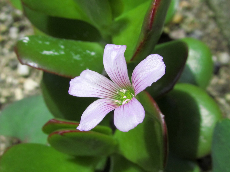 金のなる木の花