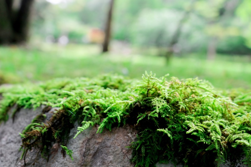 苔庭の作り方とは 初心者でもカンタンにできる 苔庭の作り方や手入れの仕方を徹底解説 庭革命株式会社