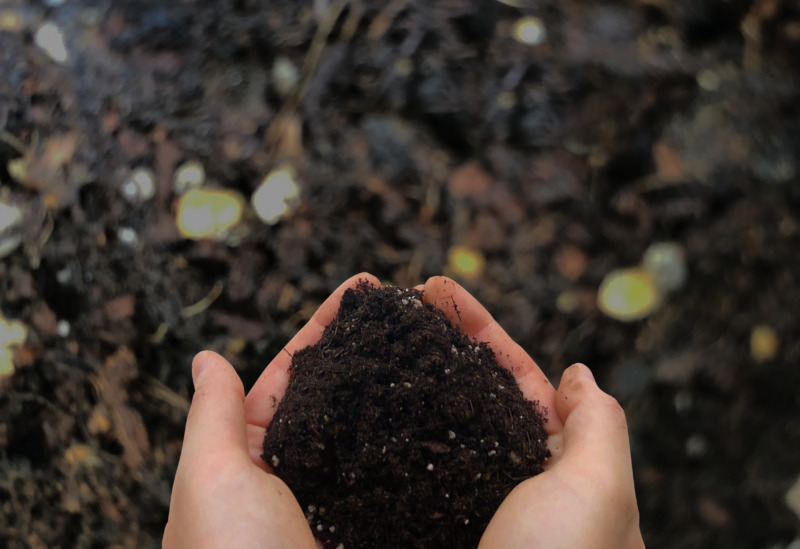 ゴムの木の剪定 観葉植物に人気のゴムの木を剪定するには 時期や方法 育て方についても解説 庭革命株式会社