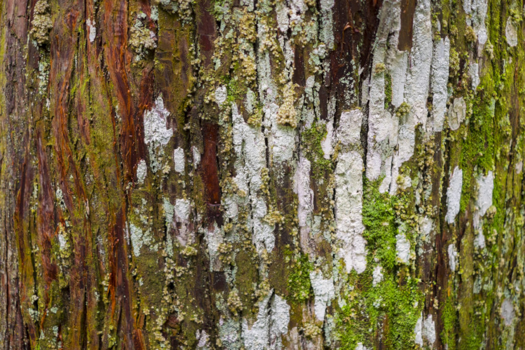 苔庭の作り方とは 初心者でもカンタンにできる 苔庭の作り方や手入れの仕方を徹底解説 庭革命株式会社
