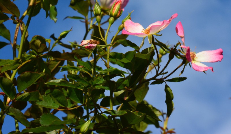 バラの花柄