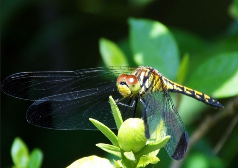 クチナシの木の新芽