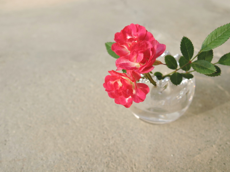 ミ二薔薇