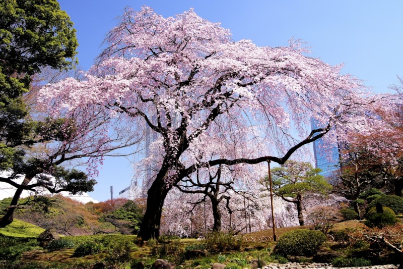 しだれ桜