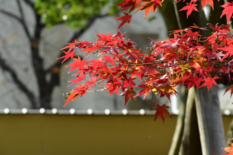 紅葉