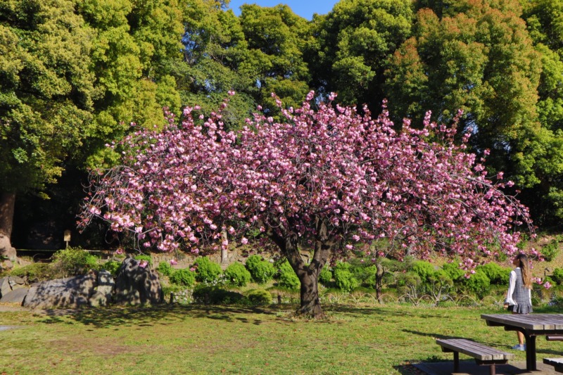桜