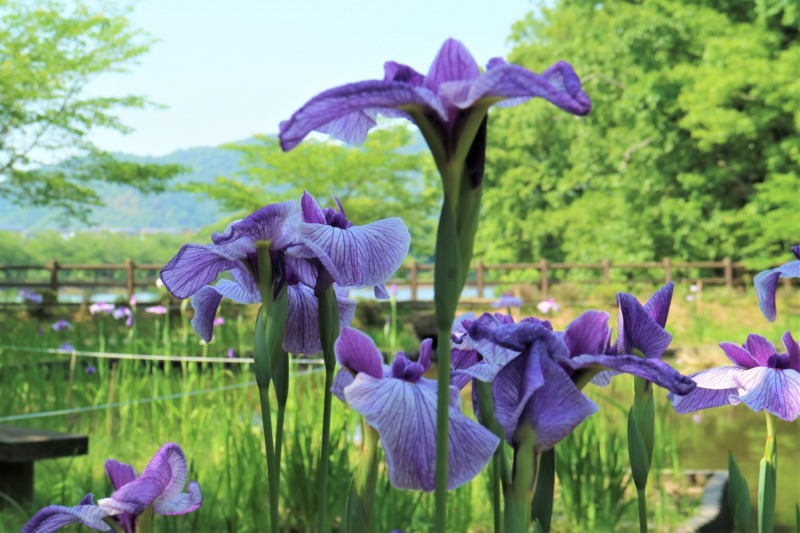 肥後花菖蒲