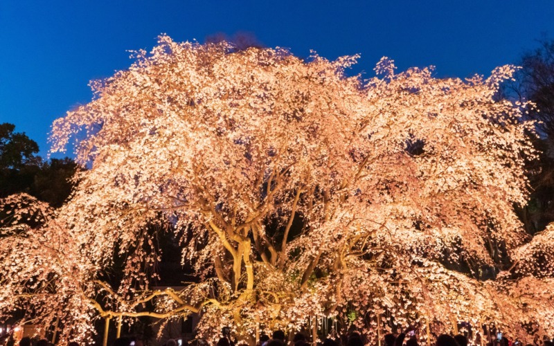 しだれ桜ライトアップ