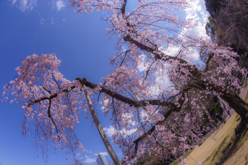 しだれ桜