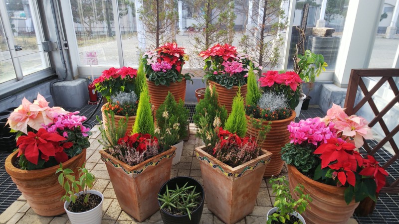 ゴールドクレストとクリスマス風寄せ植え