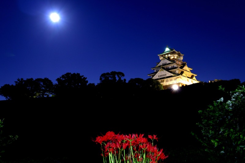 彼岸花と大阪城
