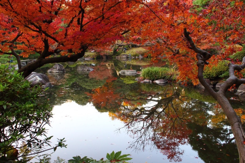 紅葉