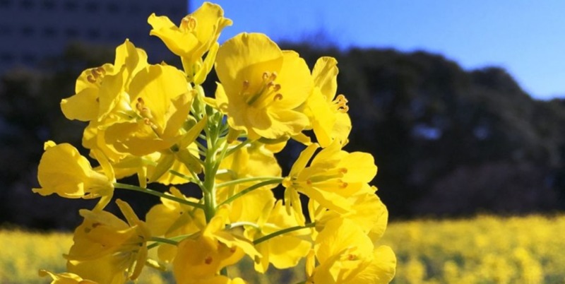 菜の花のお花畑