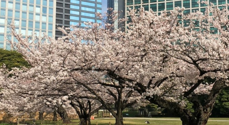満開の桜