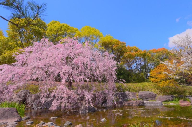しだれ桜