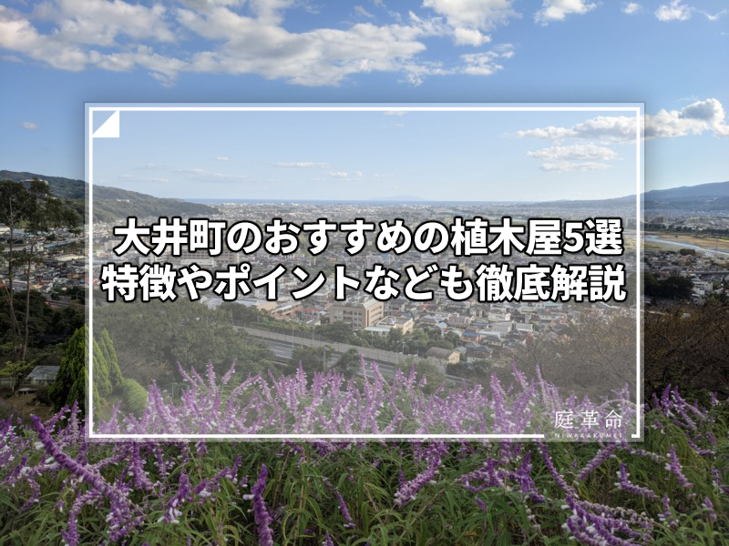 足柄平野とアメジストセージ