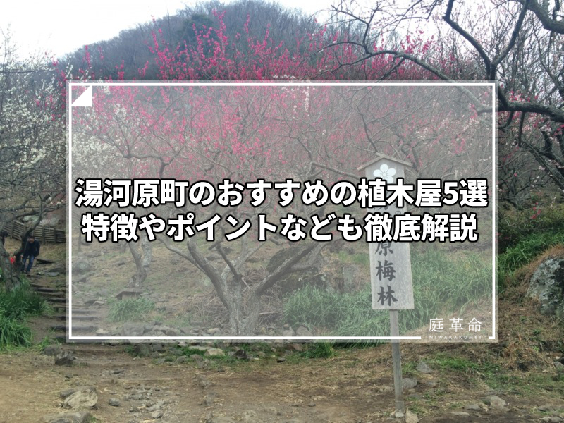 湯河原梅林