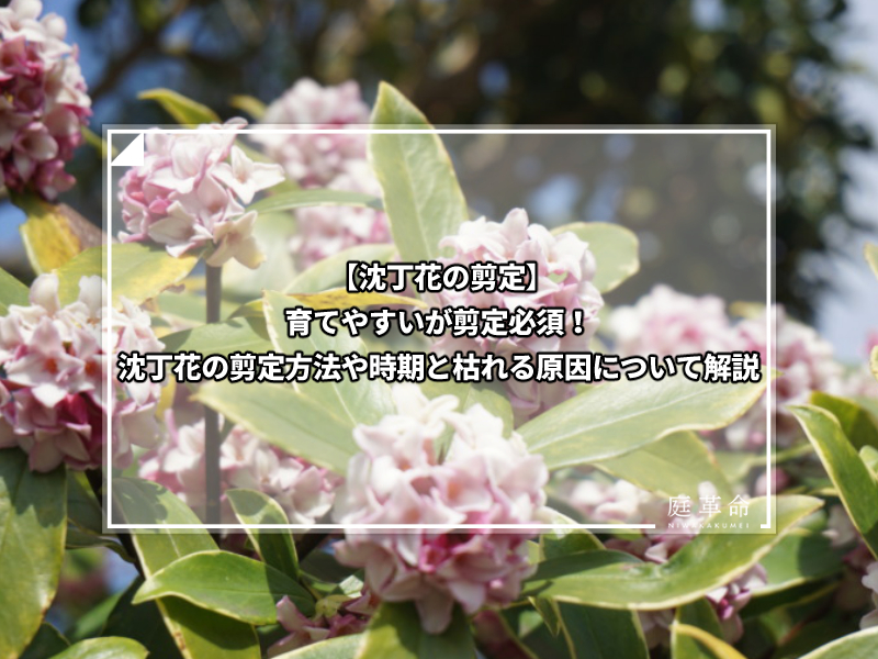 沈丁花の剪定 育てやすいが剪定必須 枯れる原因も徹底解説 庭革命株式会社